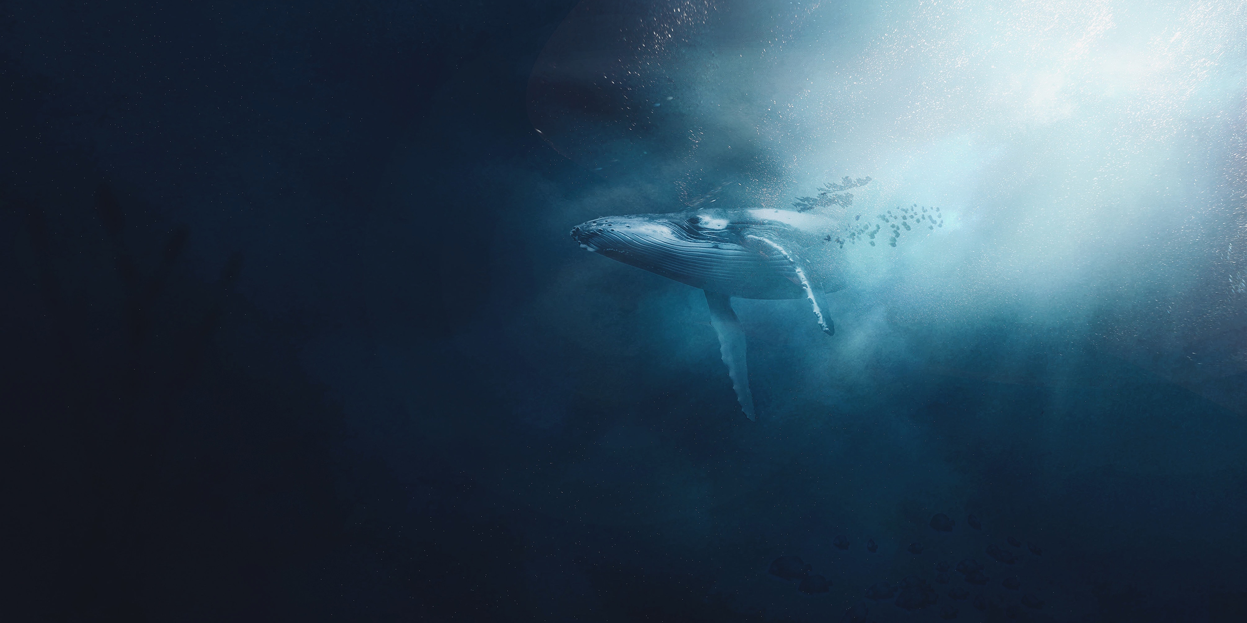 The whale’s tale stirs imaginations