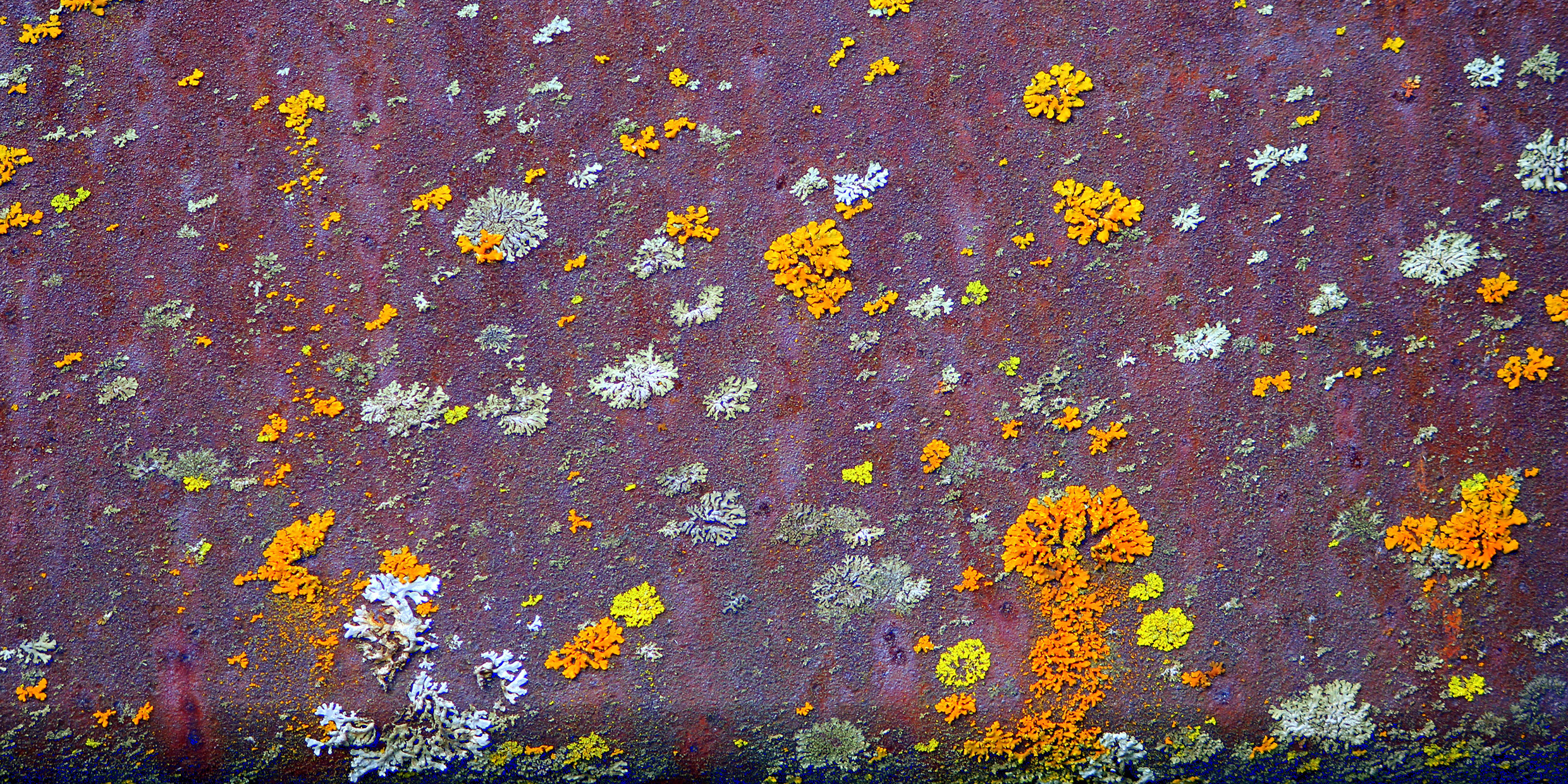 Image of multi-colored lichen growing on a metal beam