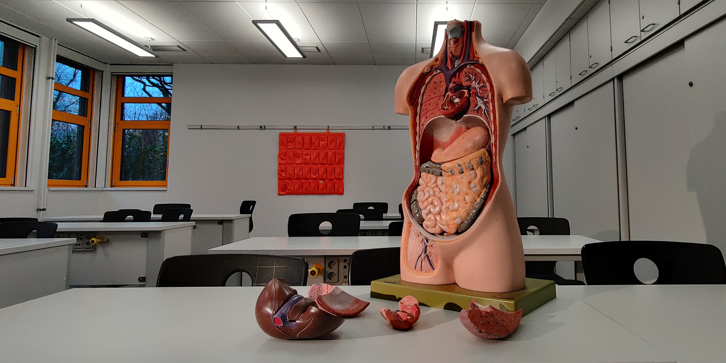 Image of a human anatomical model with the inner organs exposed