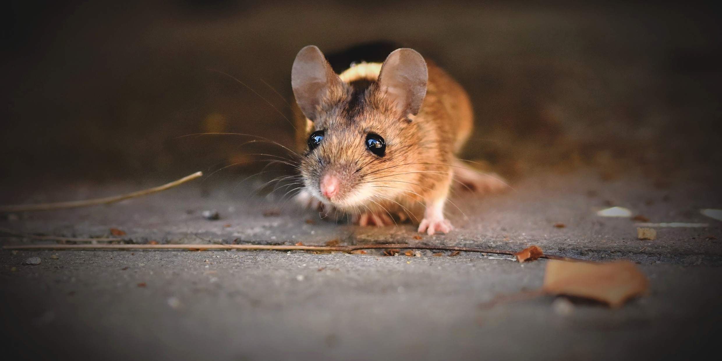 Image of a brown mouse