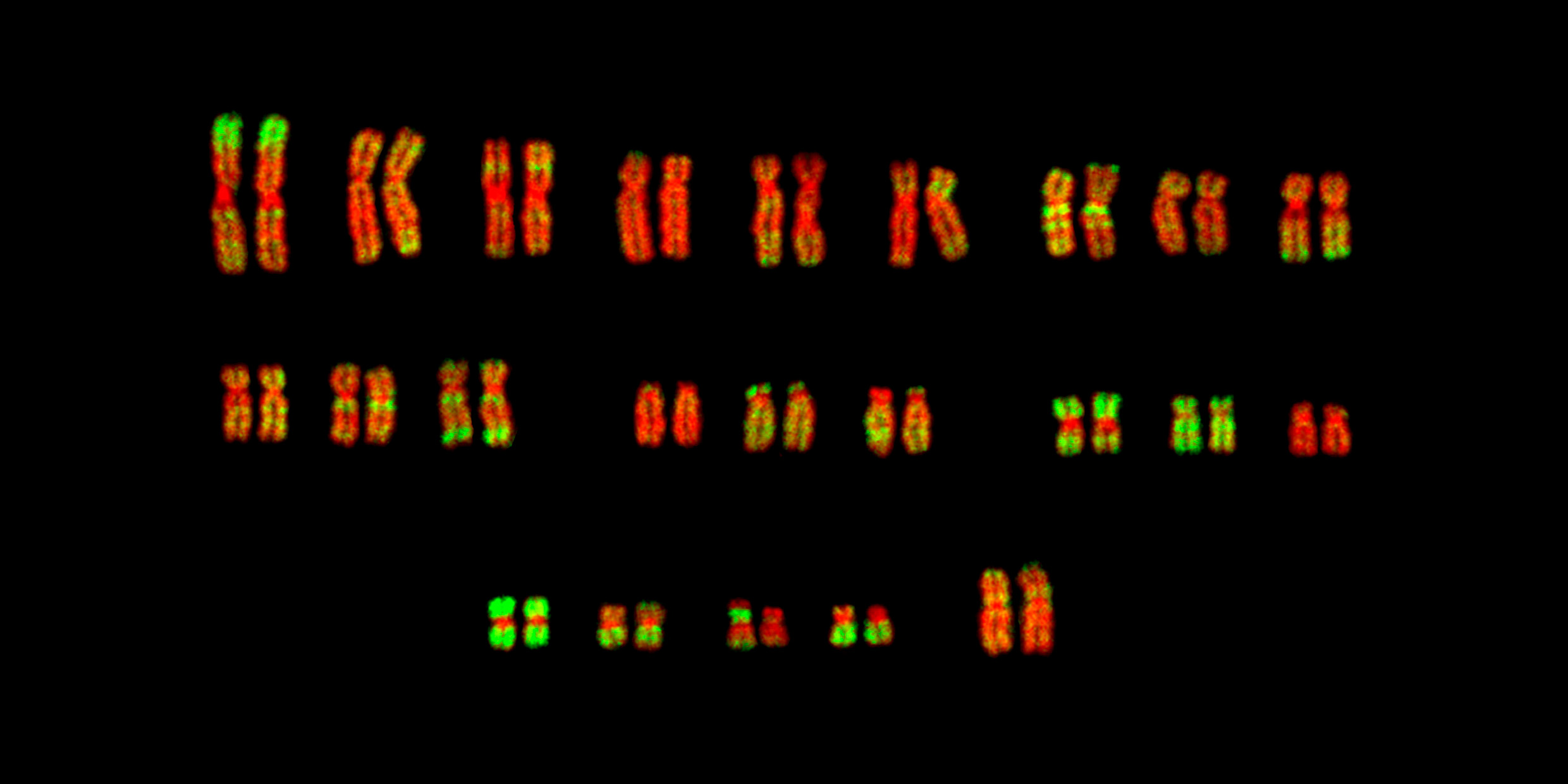 Illustration of human chromosomes arranged into rows