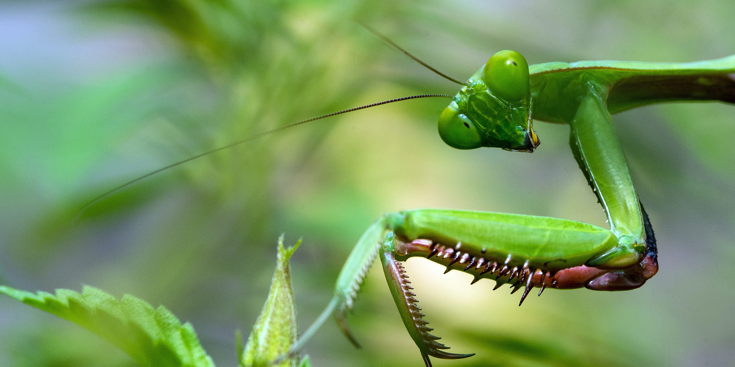 Close-up image of a praying mantis insect