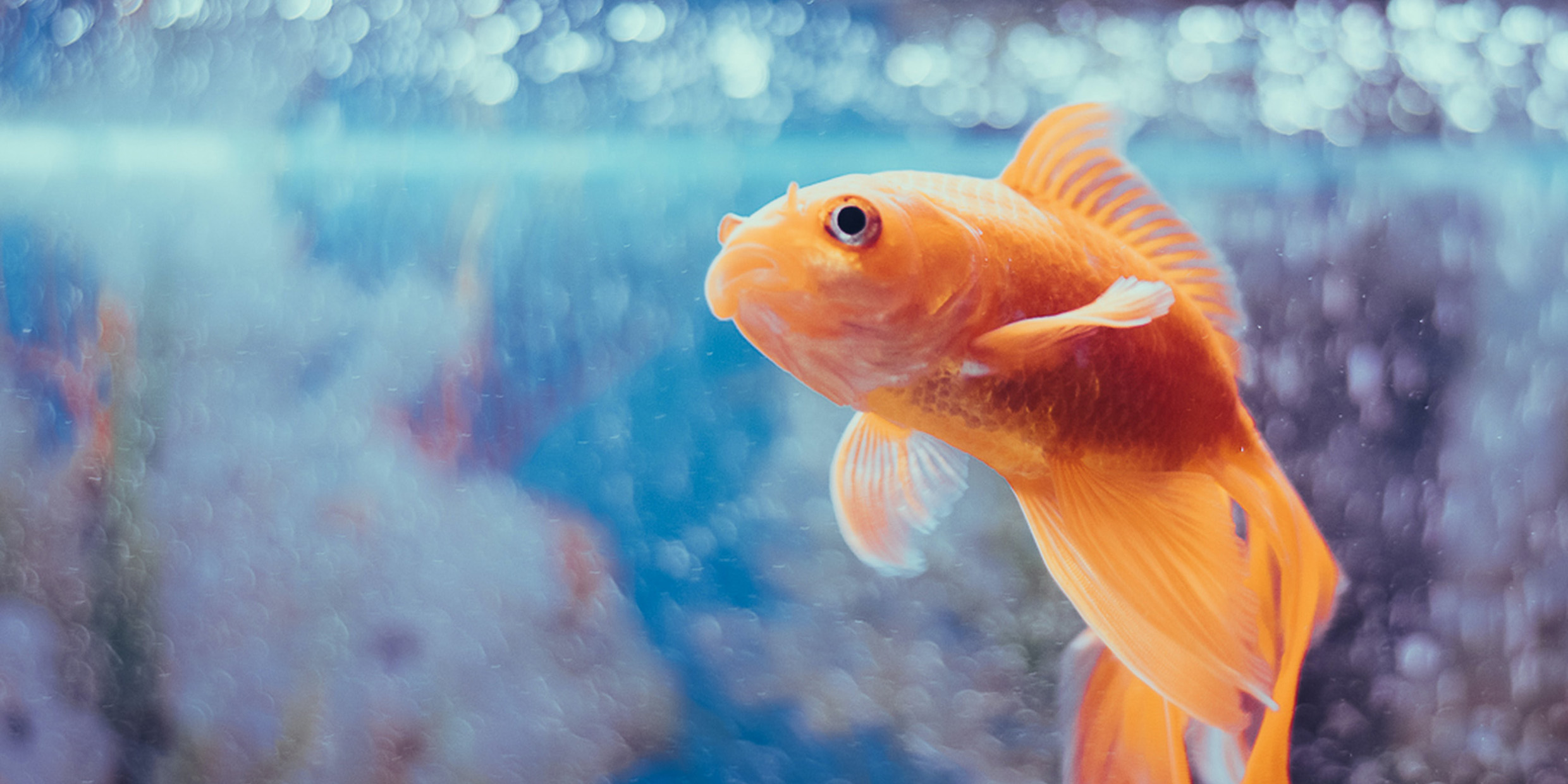 Image of a goldfish inside a fish tank