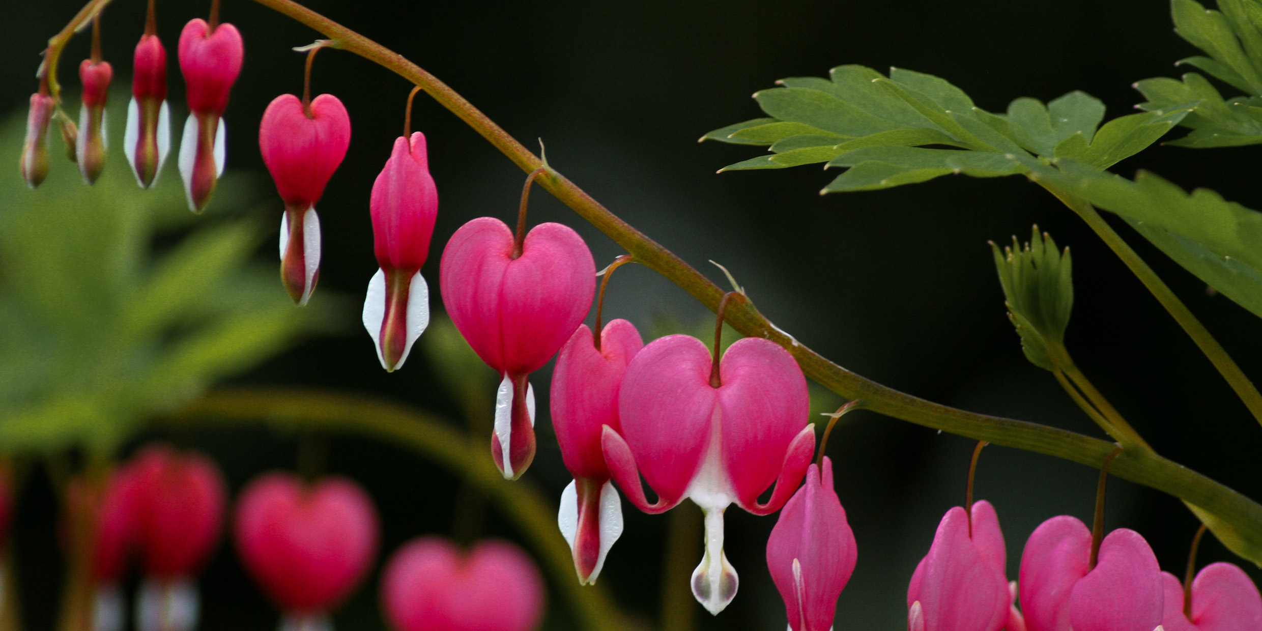 Image of the heart-shaped blossoms of the bleeding-heart flower